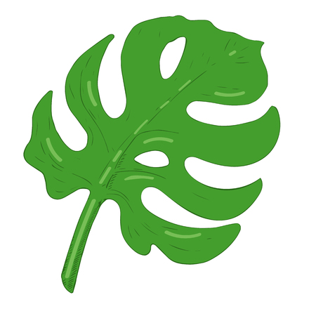 monstera leaf isolated icon vector illustration. green flat on white backdropのイラスト素材