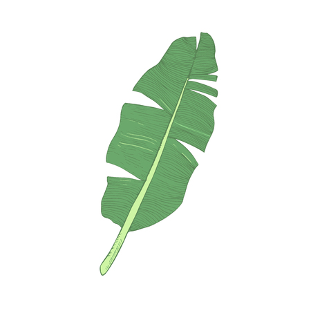 Banana leaf single green isolated vector illustration. Botanic decoration.のイラスト素材