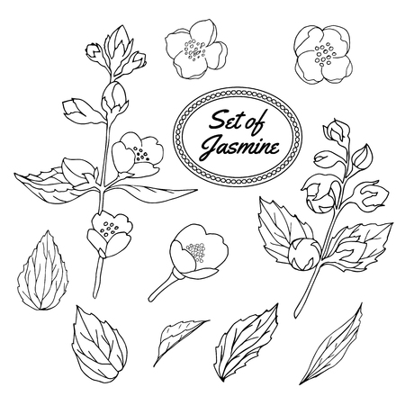 Jasmine hand drawn sketch set. Vintage vector illustration. Floral retro style image collection.のイラスト素材