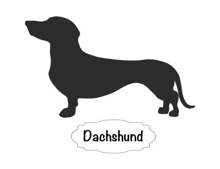 Vector isolated silhouette of Dachshund on white background.のイラスト素材