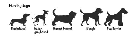 Vector silhouettes of 5 hunting dog breeds on white background. Isolated icons of fox terrier, beagle, basset hound, italian greyhound, dachshundのイラスト素材