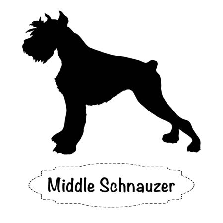 Vector isolated silhouette of middle schnauzer dog on white background.のイラスト素材