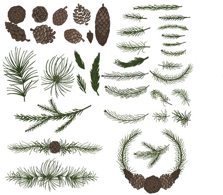 Various pine,spruce branches ,conesのイラスト素材