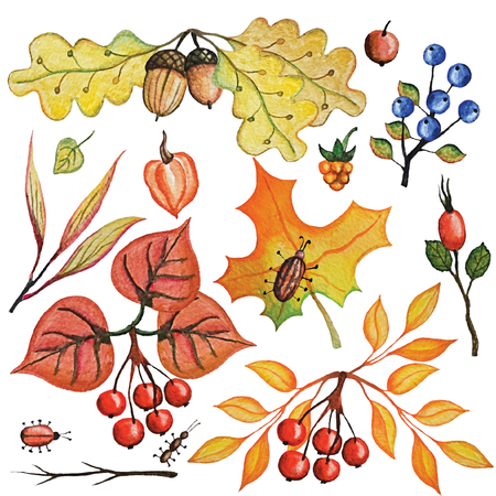 Vintage Watercolor autumn branches, leaves,berries,insects,cereals set.Hand drawing isolated objects on white background. Autumn harvest illustration. Objects allocated in the pathの写真素材