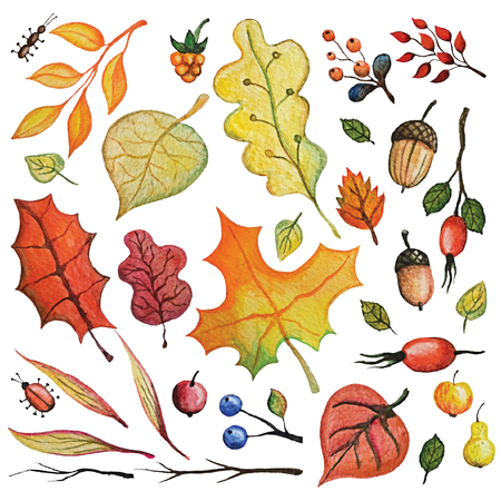 Vintage Watercolor autumn leaves,berries,insects,cereals set.Hand drawing isolated objects on white background. Autumn harvest illustration. Objects allocated in the pathの写真素材