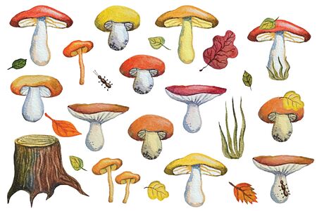 Vintage Watercolor autumn mushrooms,leaves,insects set.Hand drawing isolated objects on white background. Forest harvest,food illustration. Objects allocated in the pathの写真素材