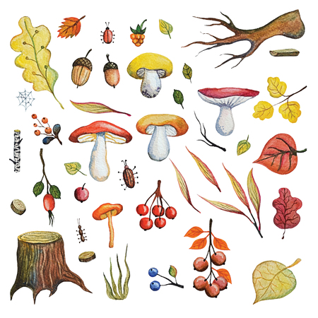 Vintage Watercolor autumn mushrooms,berries,branches leaves,insects set.Hand drawing isolated objects on white background. Fall harvest illustration. Objects allocated in the pathの写真素材