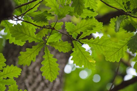Oak leaves in Moscow park in summerの写真素材