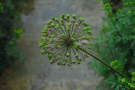 Giant Onion (Allium Giganteum) blooming. Ornamental onion. Few balls of blossoming Allium flowers. Beautiful picture with Alliums for the gardening theme. Blue Allium flowers in gardenの写真素材
