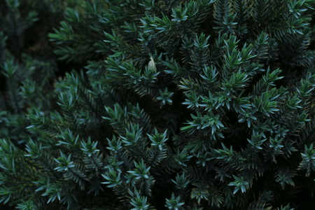 The juniper bush closeup. Background with juniper branches growing in the park.の写真素材