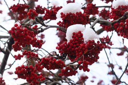 Red bunches of rowan covered with the first snow, red berries with white snowの写真素材
