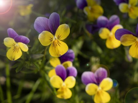 Close up of blue pansy flowers or pansies blooming in the garden. Close-up of blooming Spring Flowers. Season of flowering pansies. Pansy blooming in the Spring.の写真素材