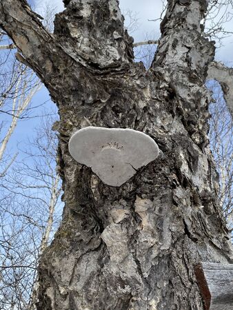 Mushroom on a birch - Fomes fomentarius. Birch tinder fungus. Oxidoreduction. Winter forest. Growth on a birch, a tree.の写真素材