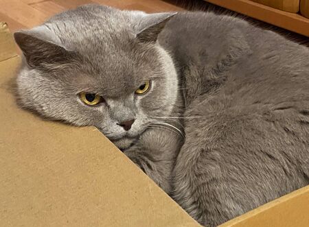 Tired, angry british shortcut cat in the box. Cat lay its face on the boxの写真素材