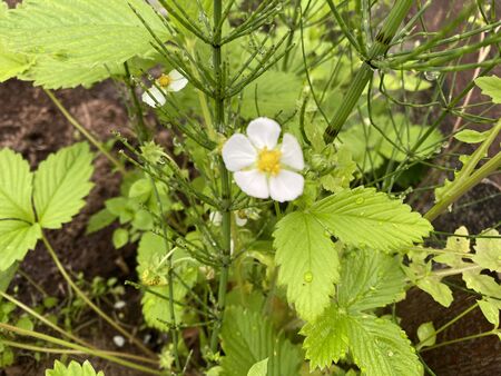 beds with young strawberry bushes in a vegetable garden. Summer garden. White flowersの写真素材