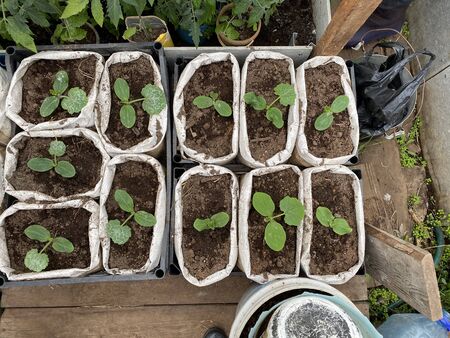 Seedlings in the spring on the terrace. Flower seedling. Sunflower seedlingsの写真素材