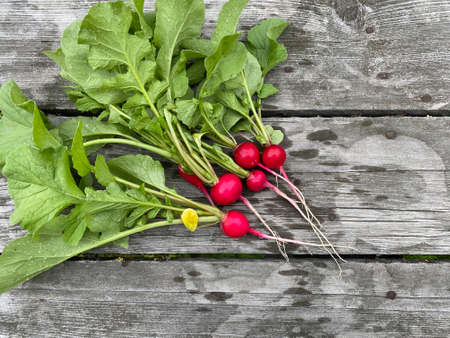 large bunch of fresh radish on dark boards, closeupの写真素材