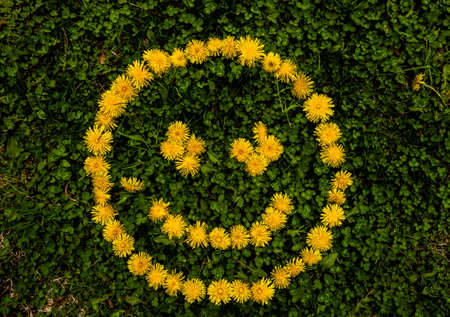 Summer background with yellow dandelions ,SMILE from dandelions on a aged wooden background...