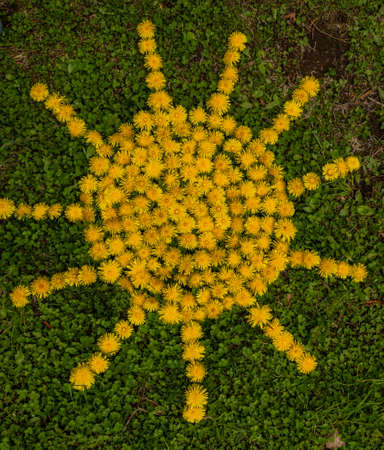 Summer background with yellow dandelions ,symbol of sun from dandelions on a grass backgroundの写真素材
