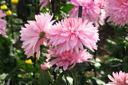 Beautiful chrysanthemum as background picture. Chrysanthemum wallpaper, chrysanthemums in autumn. Crimea, Nikita botanical gardenの写真素材