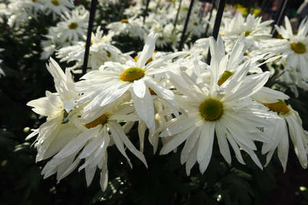 Beautiful daisy as background picture. daisy wallpaper, daisies in autumn. Crimea, botanical gardenの写真素材