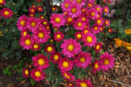 Beautiful daisy as background picture. daisy wallpaper, daisies in autumn. Crimea, botanical gardenの写真素材