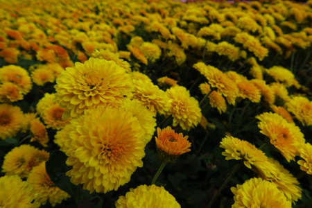 Beautiful daisy as background picture. daisy wallpaper, daisies in autumn. Crimea, botanical garden