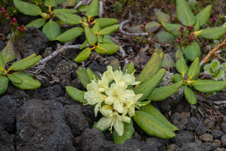 Yellow rhododendron flowers. Summer floral concept with natural green leaves background. Closeup of bunch of flowers. Rhododendron bush in full bloom.の写真素材