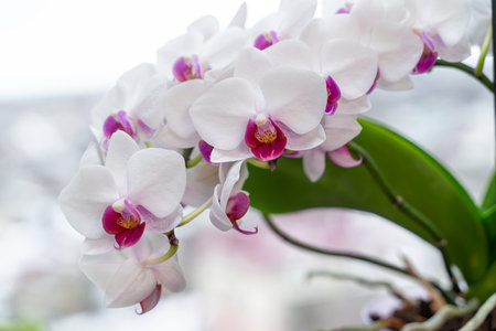 Phalaenopsis orchid close-up. White with pink center orchid flower. Moth orchidの写真素材