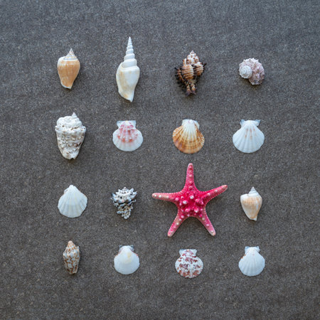 Starfish and sea shells arranged in rows on the sandの写真素材
