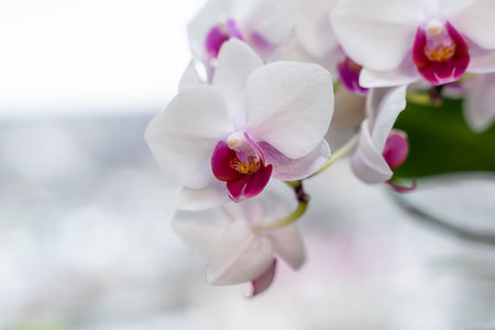 Phalaenopsis orchid close-up. White with pink center orchid flower. Moth orchidの写真素材