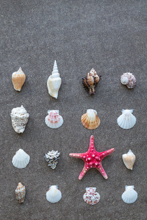 Starfish and sea shells arranged in rows on the sandの写真素材