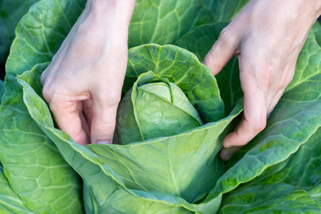 Ripe head of white cabbage in female hands close-upの写真素材