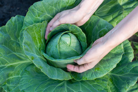 Ripe head of white cabbage in female hands close-upの写真素材