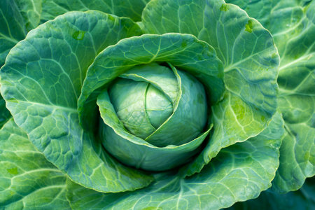 Ripe head of white cabbage close-upの写真素材