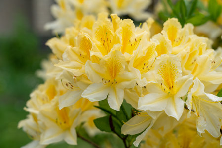 Blooming bush of yellow rhododendron in the botanical gardenの写真素材