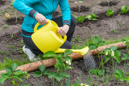 Woman watering strawberry bushes in her gardenの写真素材
