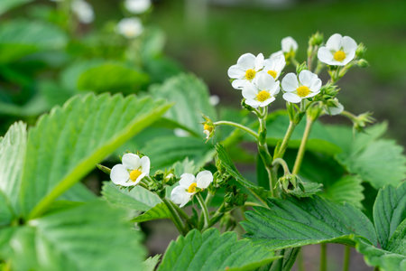 Flowering bushes of garden strawberry close-upの写真素材