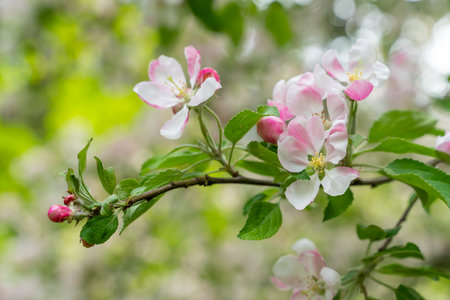 Blooming cherry blossom tree garden in springの写真素材