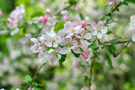Blooming cherry blossom tree garden in springの写真素材