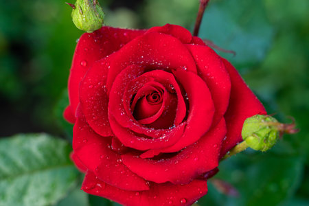 Top view of a flower of a blossoming red roseの写真素材