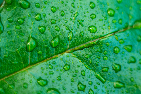 Green leaf of a plant with water drops after rain for backgroundの写真素材