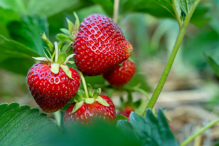 Red strawberries on a bush close-upの写真素材