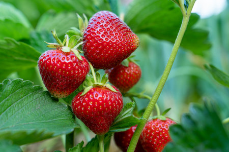 Red strawberries on a bush close-upの写真素材