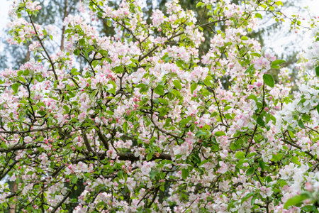 Blooming cherry blossom tree garden in springの写真素材