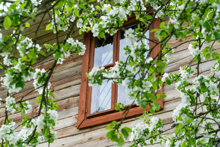 The window of a village house framed by a branch of a flowering apple treeの写真素材