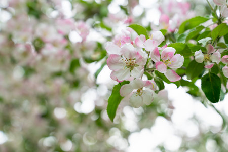 Blooming cherry blossom tree garden in springの写真素材