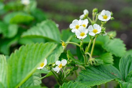Flowering bushes of garden strawberry close-upの写真素材