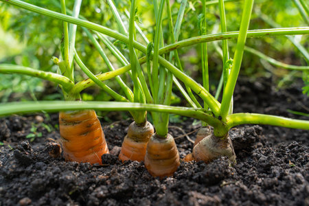 Ripe orange carrots sticking out of the soil in a small gardenの写真素材