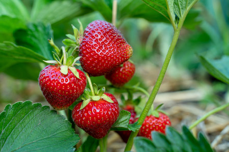 Red strawberries on a bush close-upの写真素材